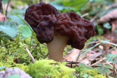 Voorjaarskluifzwam - Gyromitra esculenta 