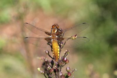 Platbuik - Broad-bodied chaser - Libellula depressa