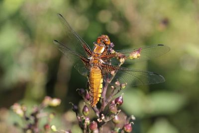 Platbuik - Broad-bodied chaser - Libellula depressa