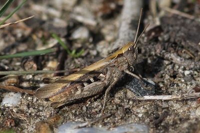 Biguttulus-groep - Chorthippus biguttulus-group   