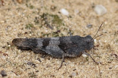 blauwvleugelsprinkhaan - blue winged grasshopper - Oedipoda caerulescens