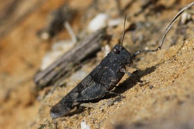 blauwvleugelsprinkhaan  blue winged grasshopper - Oedipoda caerulescens