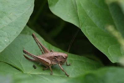 Bramensprinkhaan - dark bush cricket - Pholidoptera griseoaptera