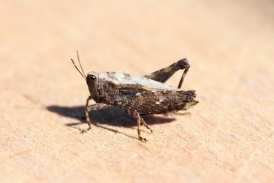 Gewoon doorntje - Common ground-hopper - Tetrix undulata.