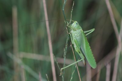 Grote groene sabelsprinkhaan - Great Green Bush Cricket - Tettigonia viridissima