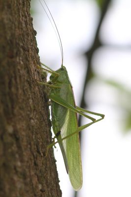 Grote groene sabelsprinkhaan - Great Green Bush Cricket - Tettigonia viridissima