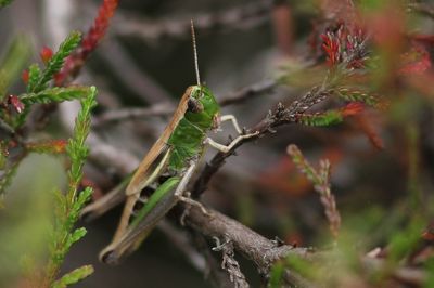 Krasser - Pseudochorthippus parallelus  