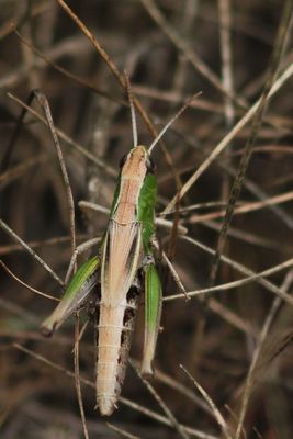 Krasser - Pseudochorthippus parallelus  