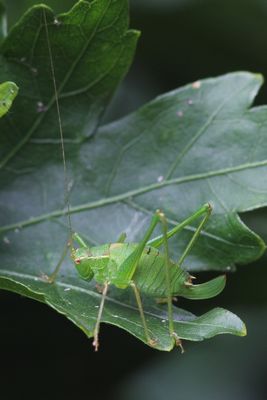 Struiksprinkhaan - Speckled bush cricket - Leptophyes punctatissima