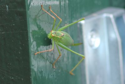 Struiksprinkhaan - Speckled bush cricket - Leptophyes punctatissima