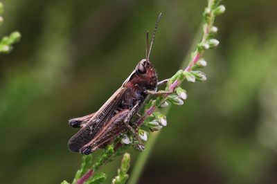 Zwart wekkertje - Omocestus viridulus