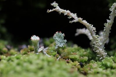Korstmossen - lichenen