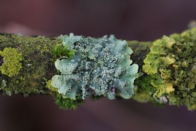 Witstippelschildmos - Punctelia borreri 