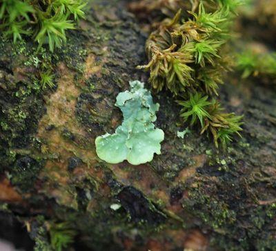 Witstippelschildmos - Punctelia borreri