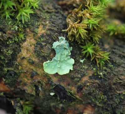 Witstippelschildmos - Punctelia borreri 