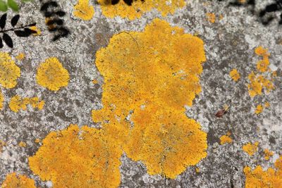Oranje dooiermos - Xanthoria Calcicola 