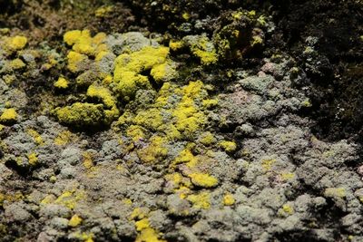 Gele poederkorst - Chrysothrix candelaris.