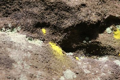 Gele poederkorst - Chrysothrix candelaris. 
