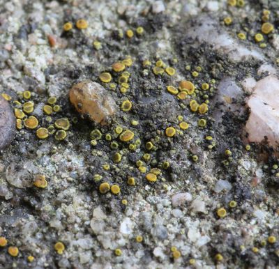 Kleine geelkorst - Candelariella aurella