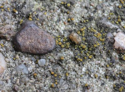 Kleine geelkorst - Candelariella aurella.