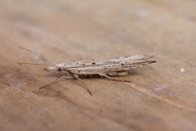 Ypsolopha mucronella - Smalvleugelspitskopmot 