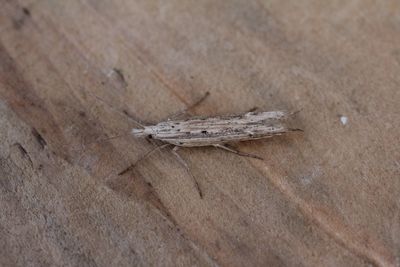 Ypsolopha mucronella - Smalvleugelspitskopmot