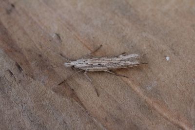 Ypsolopha mucronella - Smalvleugelspitskopmot 