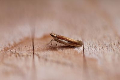 Ypsolopha parenthesella - Witvlekspitskopmot