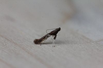 Caloptilia fidella - Hopsteltmot  