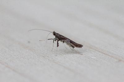 Caloptilia fidella - Hopsteltmot