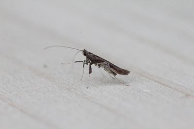 Caloptilia fidella - Hopsteltmot  