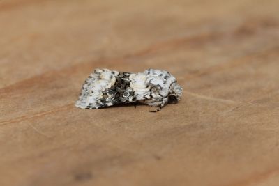 Hecatera bicolorata - Tweekleurige uil 