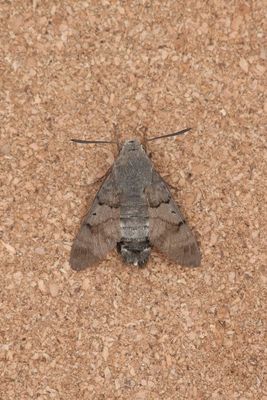 Macroglossum stellatarum - Kolibrievlinder