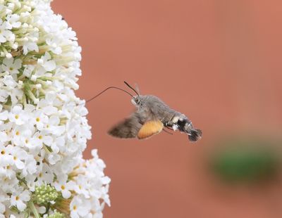 Macroglossum stellatarum - Kolibrievlinder