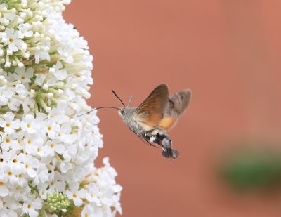 Macroglossum stellatarum - Kolibrievlinder