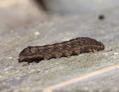 Macroglossum stellatarum - Kolibrievlinder
