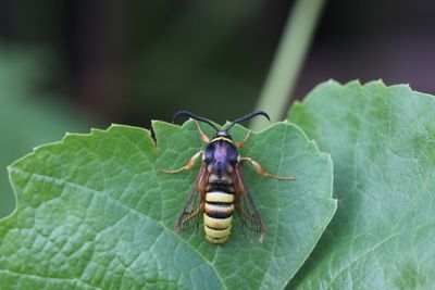 Sesia bembeciformis - Gekraagde wespvinder