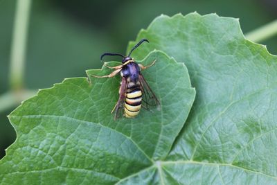 Sesia bembeciformis - Gekraagde wespvinder