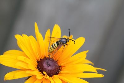 Sesia bembeciformis - Gekraagde wespvinder