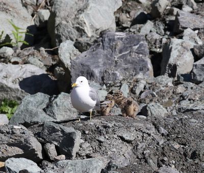 Stormmeeuw - Common gull - Larus canus
