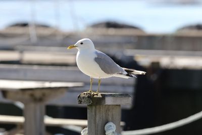 Stormmeeuw - Common gull - Larus canus