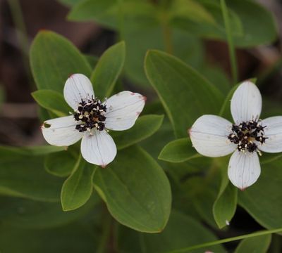 Zweedse korenoeltje - Cornus suecica