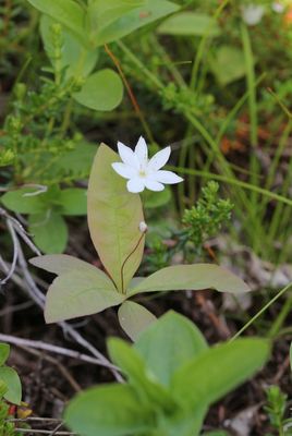 Zevenster -Trientalis europaea