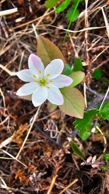 Zevenster -Trientalis europaea