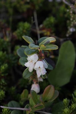 Rode bosbes - Lingonberry - Vaccinium vitis-idaea