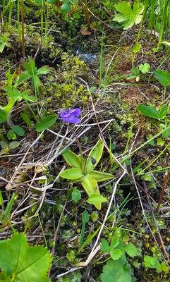 Vetblad - Common butterwort - Pinguicula vulgaris