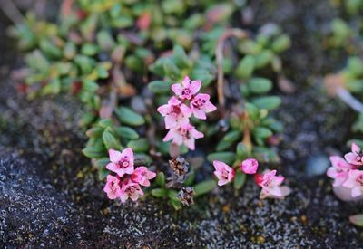 Kruipend rotsroosje - Kalmia procumbens