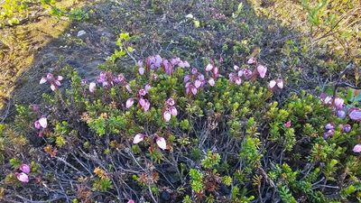 Paarse bergheide - Phyllodoce caerulea