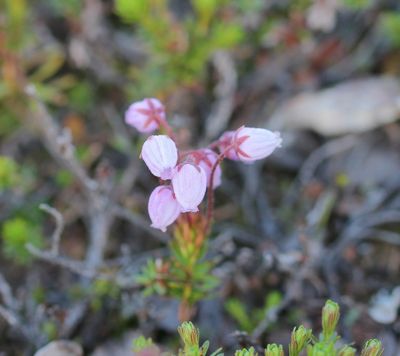 Paarse bergheide - Phyllodoce caerulea