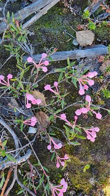 Lavendelhei - Andromeda polifolia